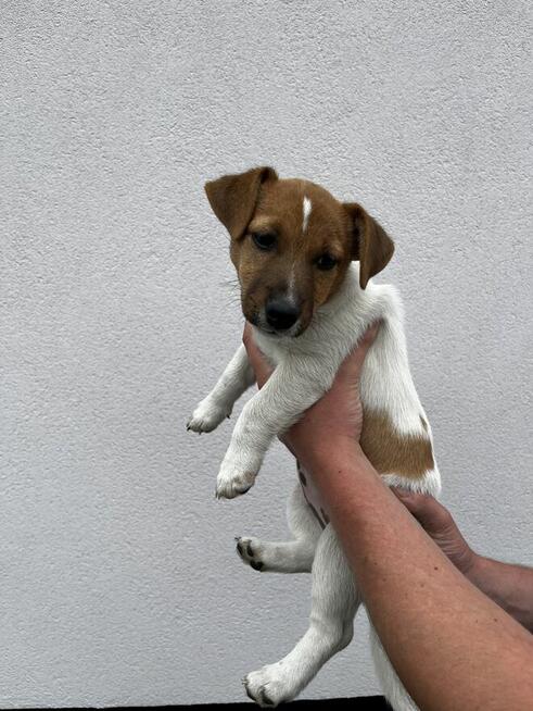 Mała dama, wielkie serce – Jack Russell z rodowodem czeka!