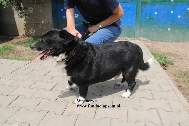 Wrończyk po śmierci właściciela szuka domu