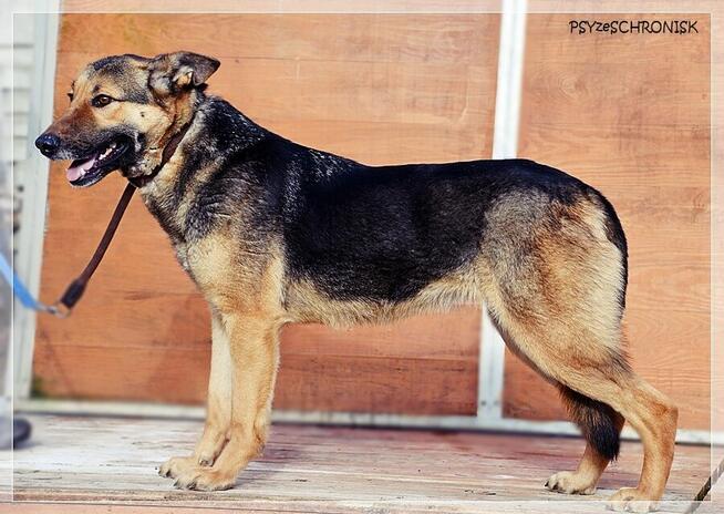 Fama – kochana, wpatrzona w człowieka miniowczareczka