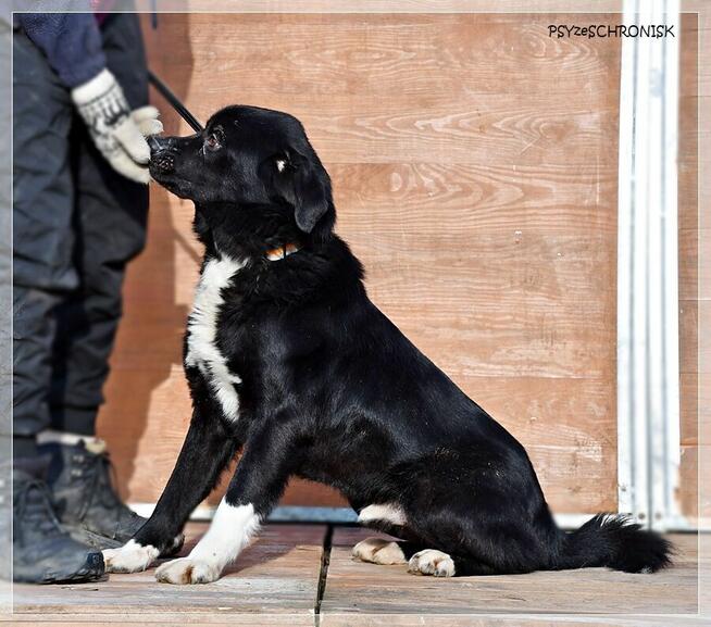 Cypis – cały radosny, pokocha Ciebie i Twoją rodzinę