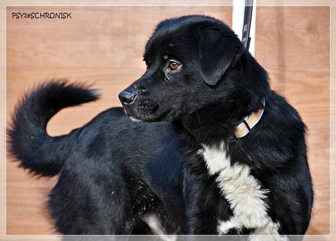 Cypis – cały radosny, pokocha Ciebie i Twoją rodzinę