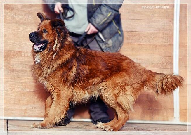 Gasper – wielkopies z charakterem szuka doświadczonego domu