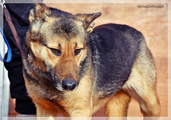 Fama – kochana, wpatrzona w człowieka miniowczareczka