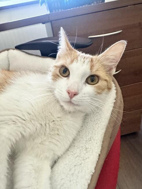 Kotka młodziutka, zdrowa do adopcji