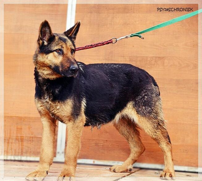 Gerda – przyjazna, nieco starsza sunia szuka spokojnego domu