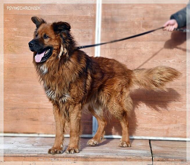 Gasper – wielkopies z charakterem szuka doświadczonego domu
