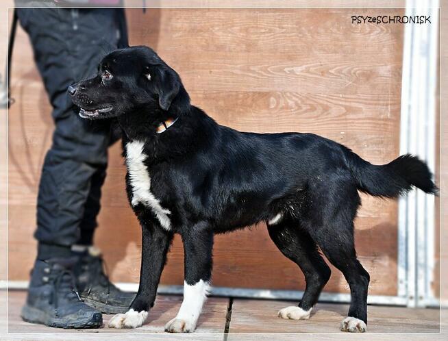 Cypis – cały radosny, pokocha Ciebie i Twoją rodzinę