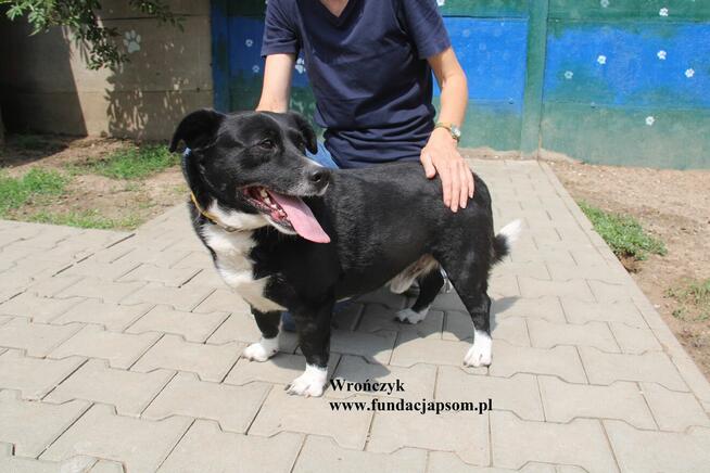 Wrończyk po śmierci właściciela szuka domu