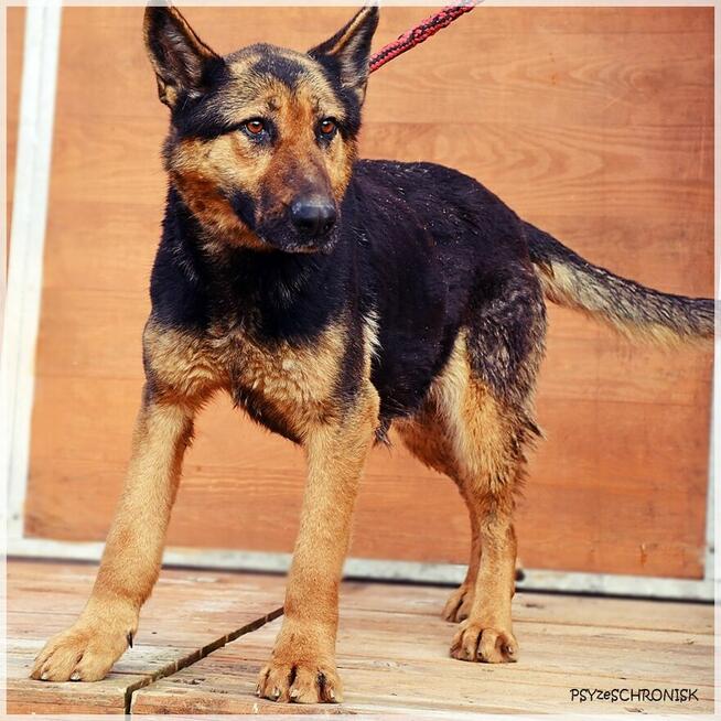 Gerda – przyjazna, nieco starsza sunia szuka spokojnego domu