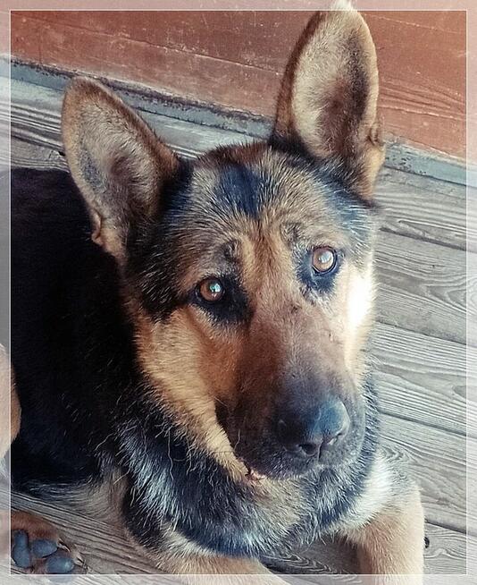 Gerda – przyjazna, nieco starsza sunia szuka spokojnego domu