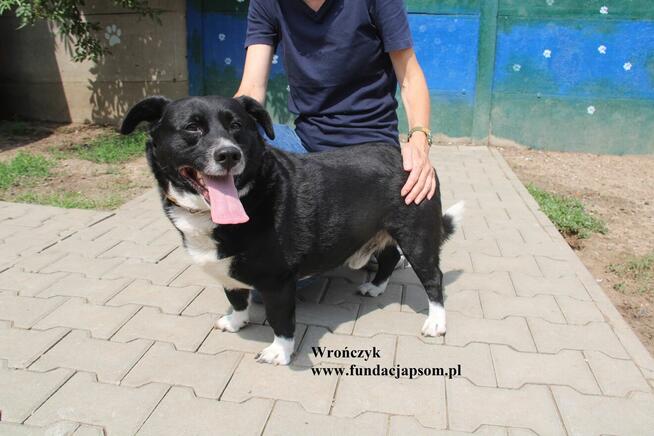 Wrończyk po śmierci właściciela szuka domu