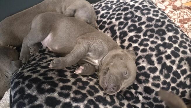 Amstaff Blue bardzo dobra genetyka