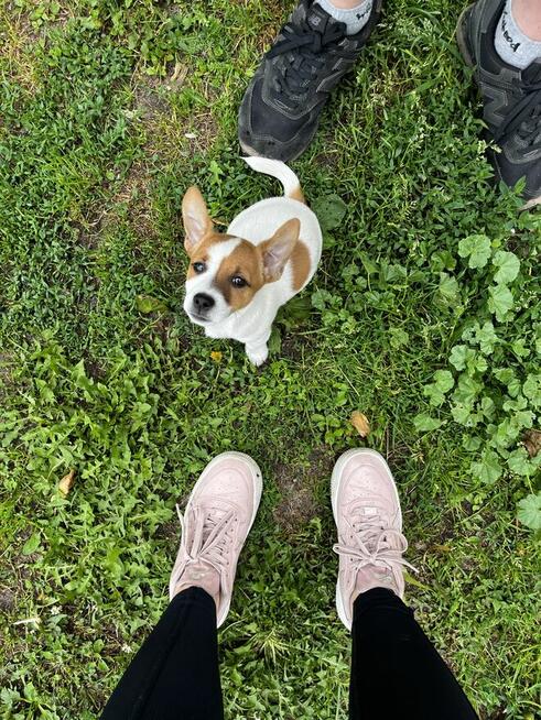 Mała dama, wielkie serce – Jack Russell z rodowodem czeka!