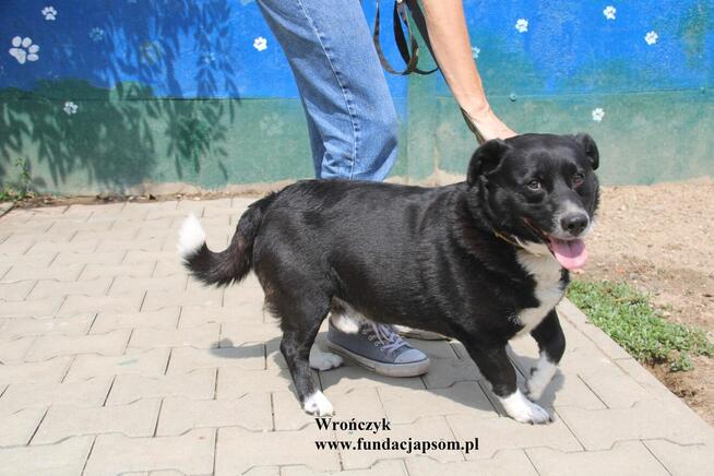 Wrończyk po śmierci właściciela szuka domu