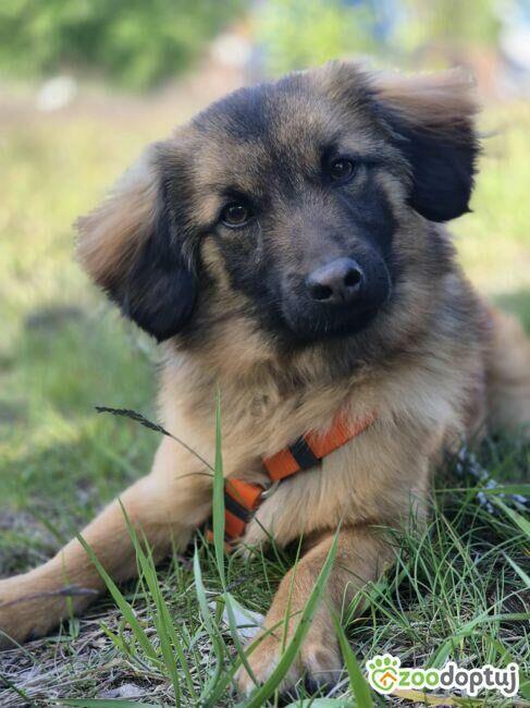 BURSZTYNEK - psie dziecko szuka super domu