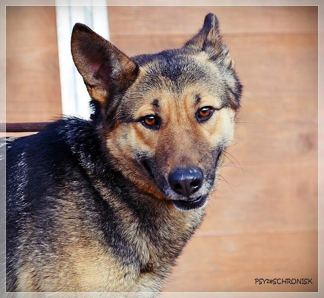 Fama – kochana, wpatrzona w człowieka miniowczareczka