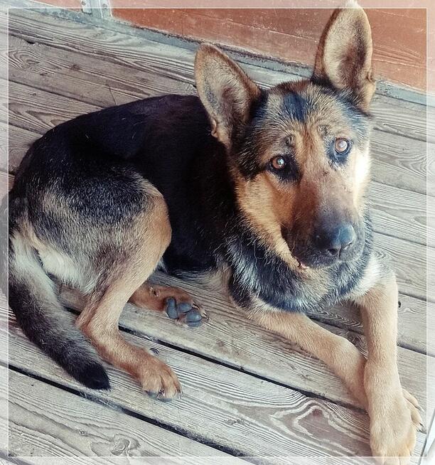 Gerda – przyjazna, nieco starsza sunia szuka spokojnego domu