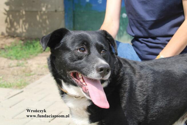 Wrończyk po śmierci właściciela szuka domu