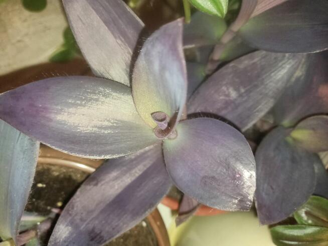 Trzykrotki zestaw 20 odmian Nanouk Zebrina Yellow Hill