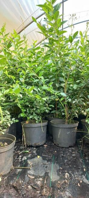 Sadzonki borówki amerykańskiej - Bluecrop, Nelson, Sierra, E