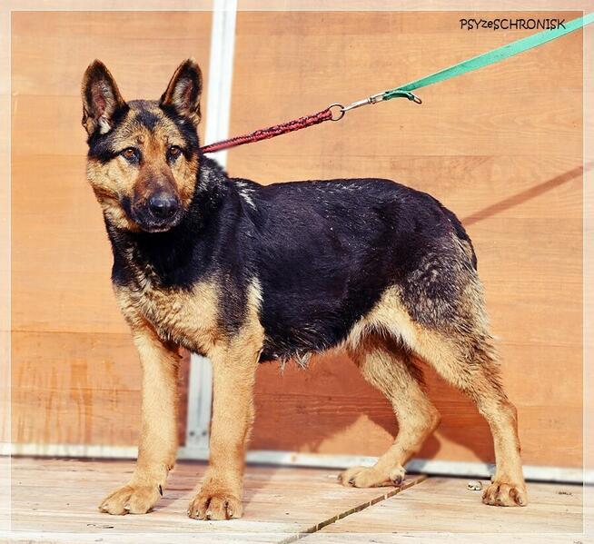 Gerda – przyjazna, nieco starsza sunia szuka spokojnego domu