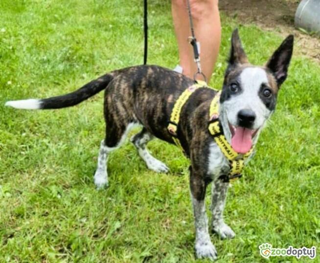 XENIA - 6 kg sunia ma kilka dni na znalezienie domu, PILNE