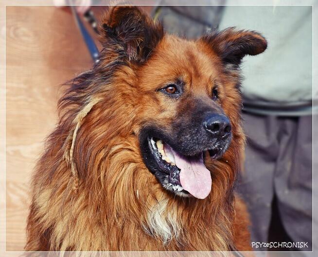 Gasper – wielkopies z charakterem szuka doświadczonego domu