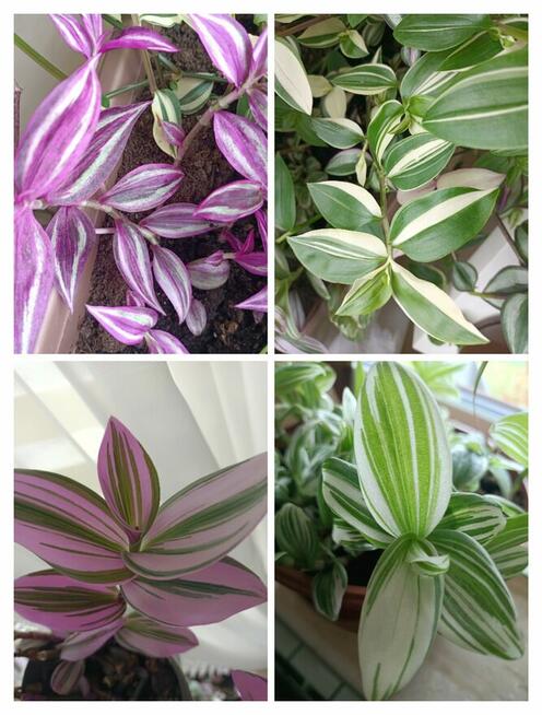 Trzykrotki zestaw 20 odmian Nanouk Zebrina Yellow Hill