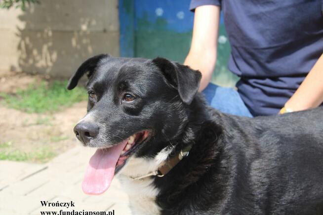 Wrończyk po śmierci właściciela szuka domu