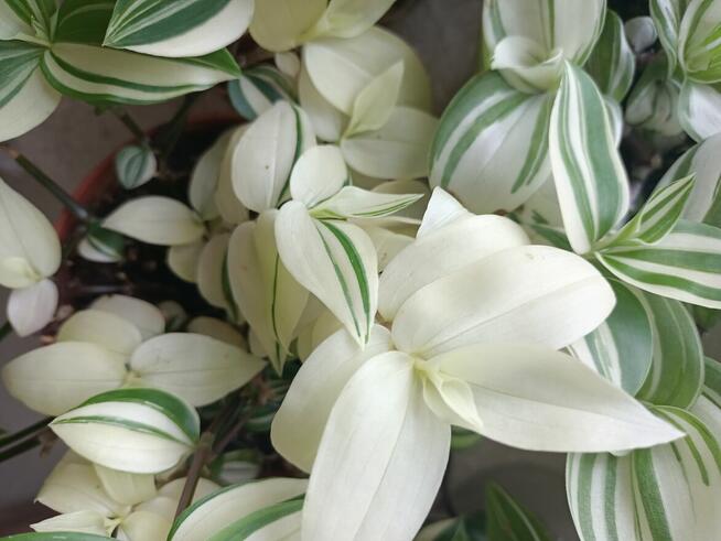 Trzykrotki zestaw 20 odmian Nanouk Zebrina Yellow Hill