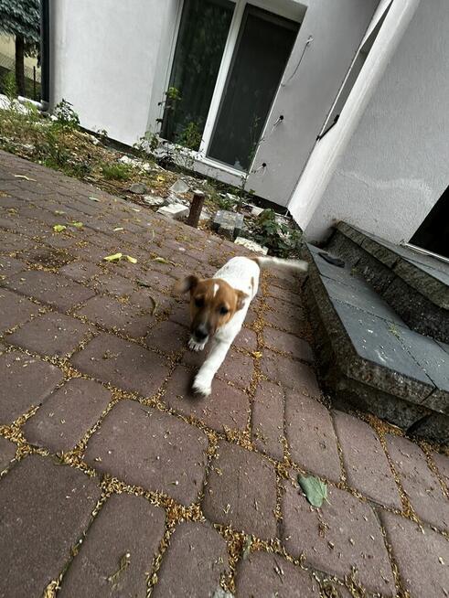 Mała dama, wielkie serce – Jack Russell z rodowodem czeka!