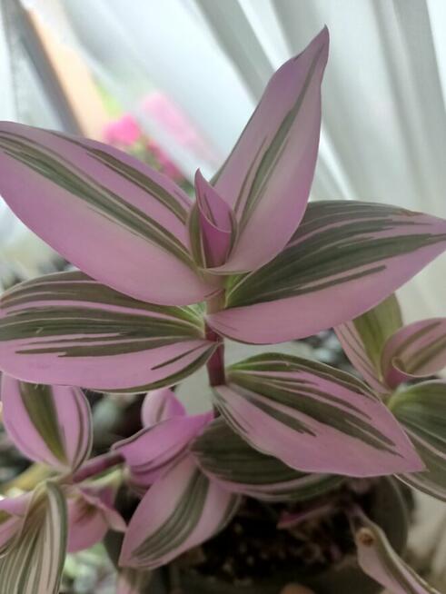 Trzykrotki zestaw 20 odmian Nanouk Zebrina Yellow Hill