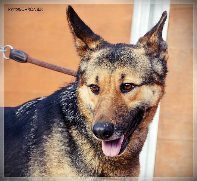 Fama – kochana, wpatrzona w człowieka miniowczareczka