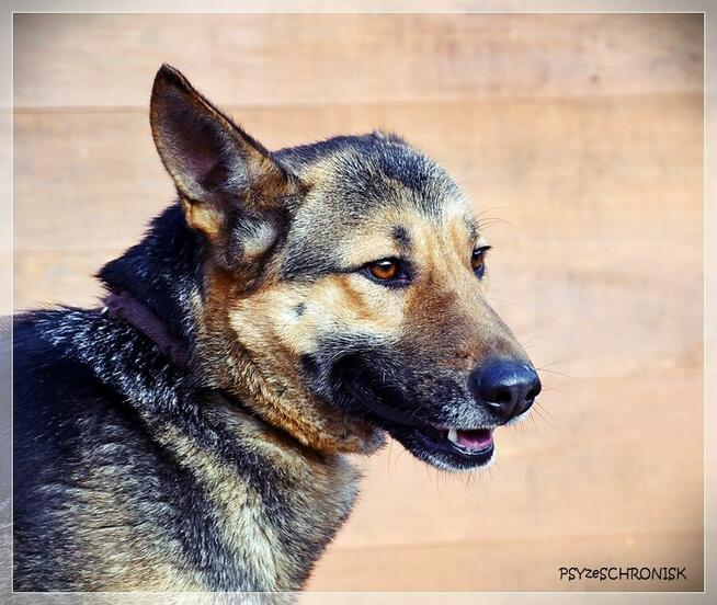 Fama – kochana, wpatrzona w człowieka miniowczareczka