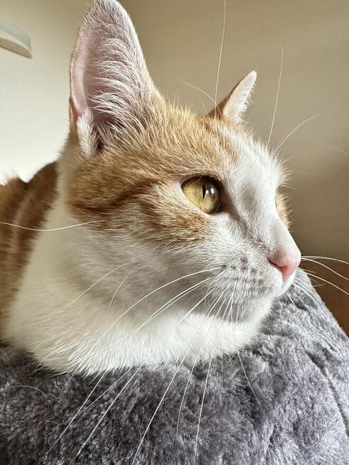 Kotka młodziutka, zdrowa do adopcji