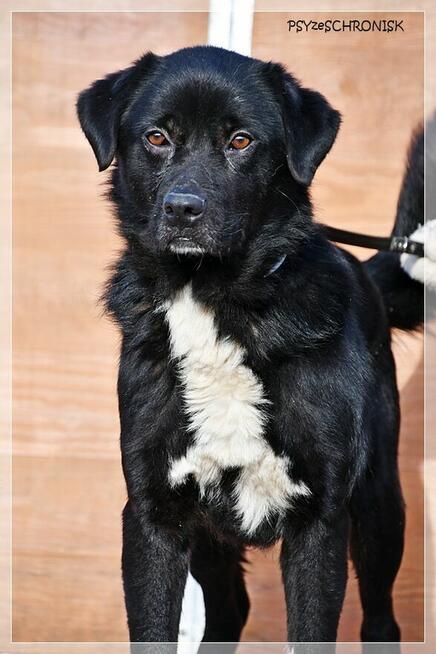 Cypis – cały radosny, pokocha Ciebie i Twoją rodzinę