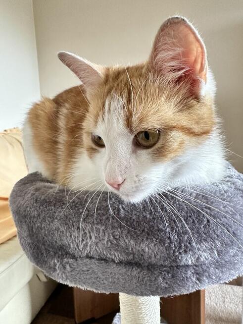 Kotka młodziutka, zdrowa do adopcji