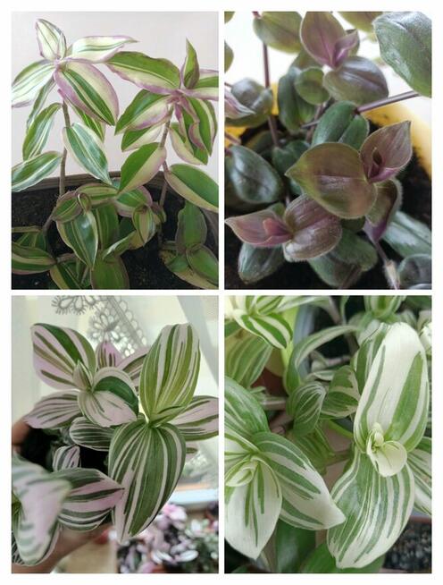 Trzykrotki zestaw 20 odmian Nanouk Zebrina Yellow Hill