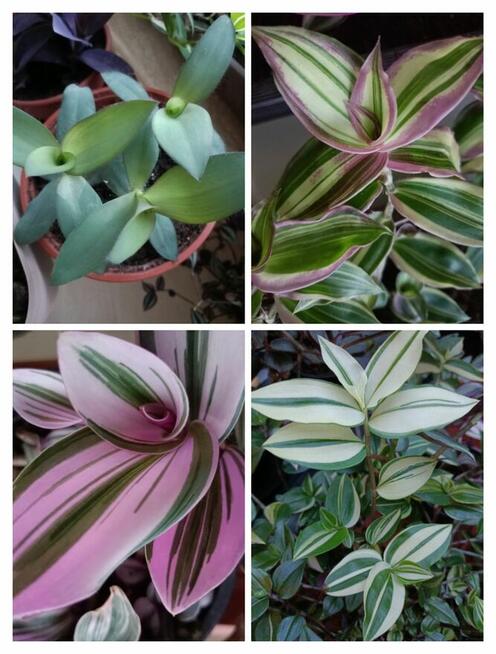 Trzykrotki zestaw 20 odmian Nanouk Zebrina Yellow Hill