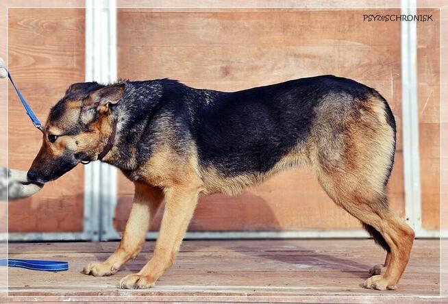 Fama – kochana, wpatrzona w człowieka miniowczareczka