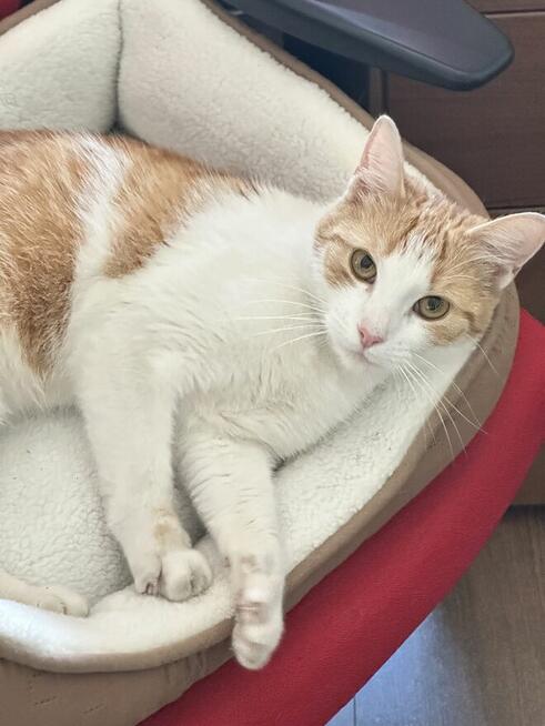 Kotka młodziutka, zdrowa do adopcji