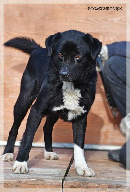 Cypis – cały radosny, pokocha Ciebie i Twoją rodzinę