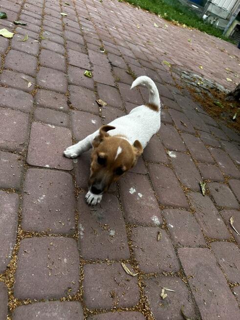 Mała dama, wielkie serce – Jack Russell z rodowodem czeka!