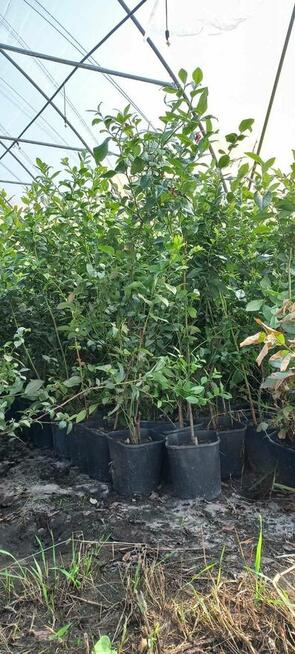 Sadzonki borówki amerykańskiej - Bluecrop, Nelson, Sierra, E