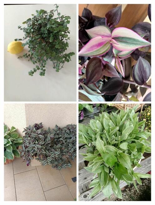 Trzykrotki zestaw 20 odmian Nanouk Zebrina Yellow Hill