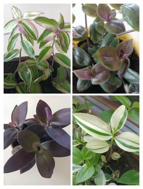 Trzykrotki zestaw 20 odmian Nanouk Zebrina Yellow Hill