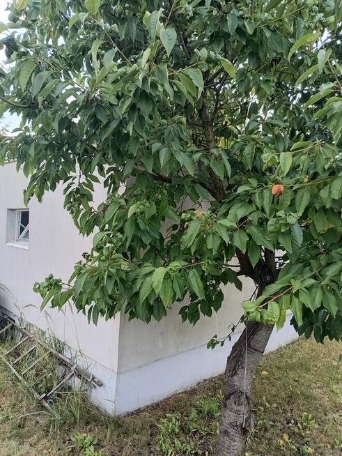 Sprzedam Działkę ROD w Koninie