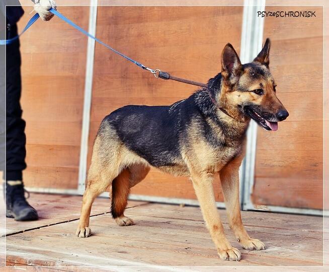 Fama – kochana, wpatrzona w człowieka miniowczareczka