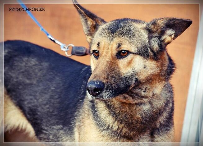 Fama – kochana, wpatrzona w człowieka miniowczareczka