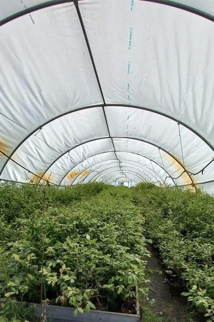 Sadzonki borówki amerykańskiej - Bluecrop, Nelson, Sierra, E